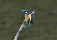 おっとっと！_01