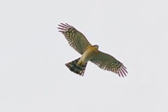 ハイタカオス成鳥