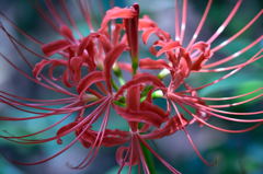 昭和記念公園の彼岸花