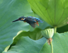 ハスカワですが・・・