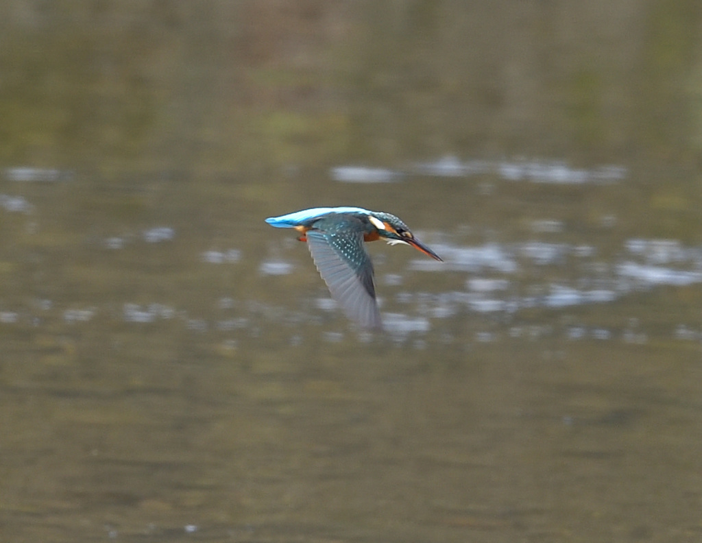 ホバから飛込み