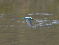 ホバから飛込み ホバから飛込み