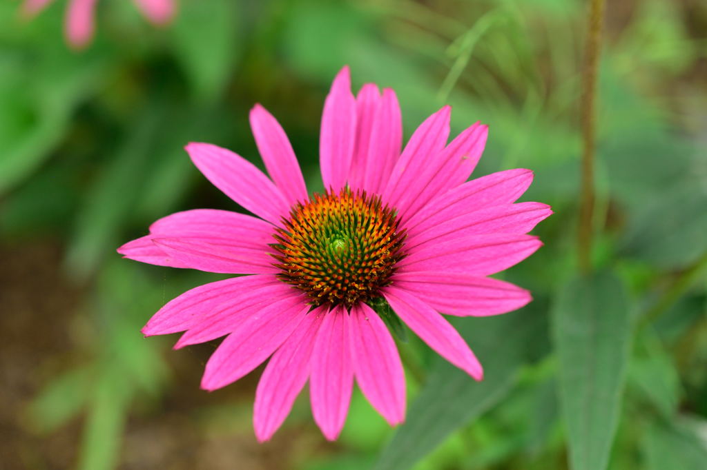 京王フラワーガーデン　アンジェ2