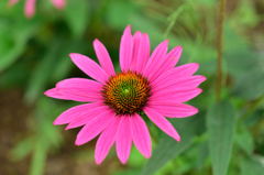 京王フラワーガーデン　アンジェ2