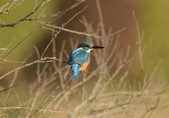 枝止まり2 枝止まり2