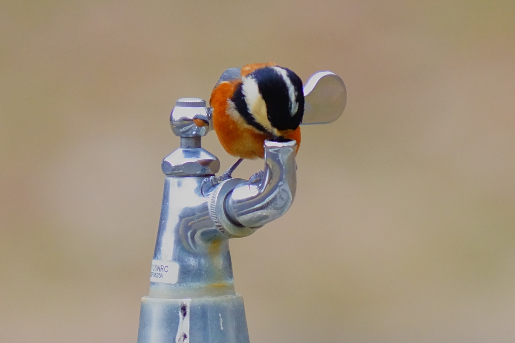 水を飲みに来たヤマガラ