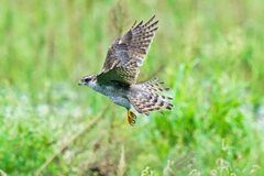 オオタカの狩り7
