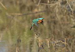 飛込み1 飛込み1