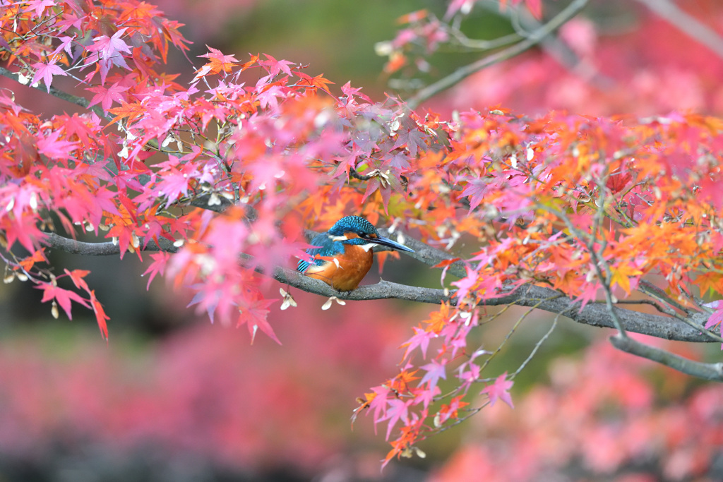 紅葉とカワセミ