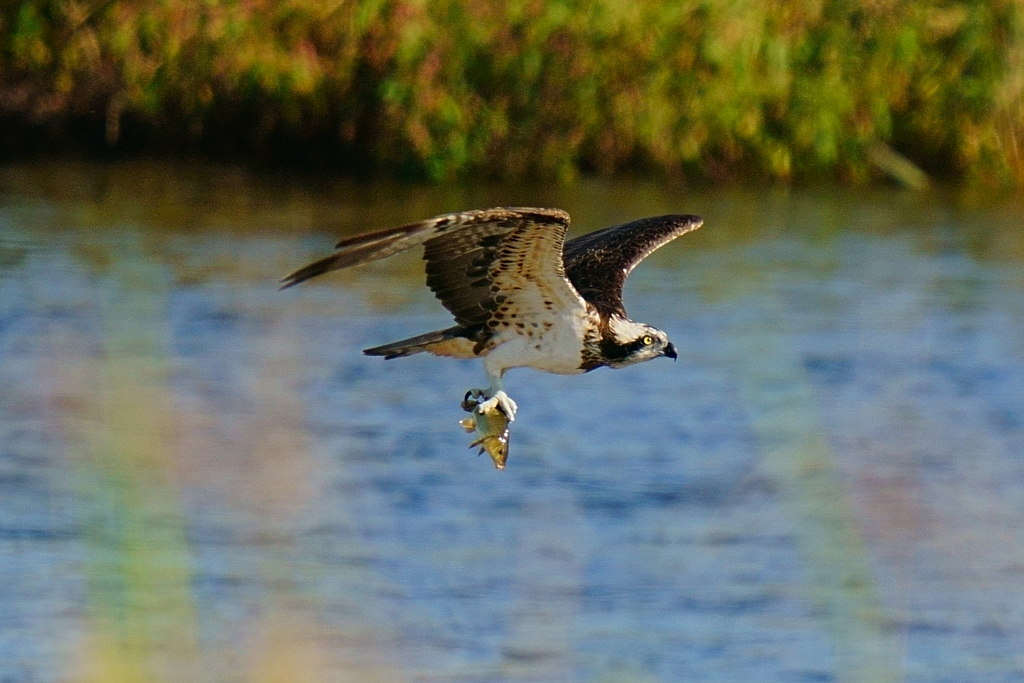ミサゴの狩り3