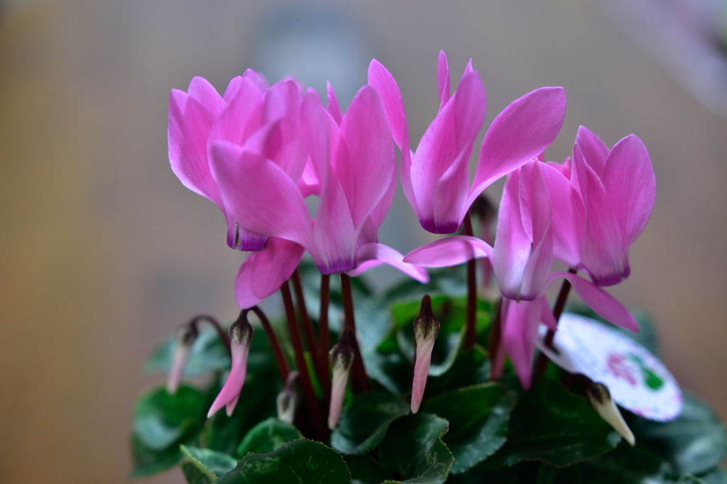 ガーデンシクラメン18-35f1.8