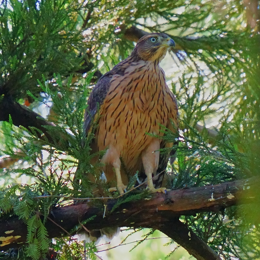 巣立ち間近のオオタカ幼鳥
