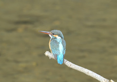 枝止まり2 枝止まり2