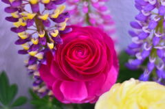 きれいな花でした2