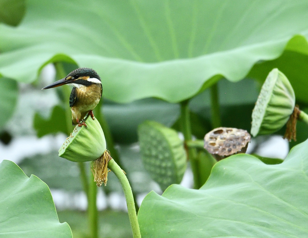 シャワーヘッドで