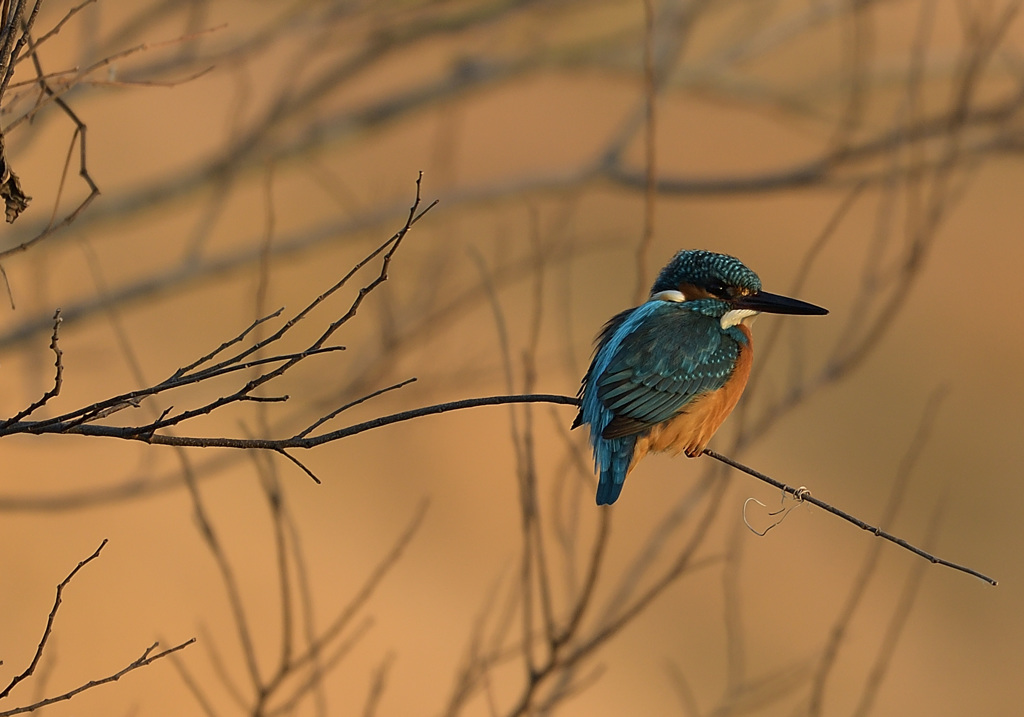 この顔に魅せられて1