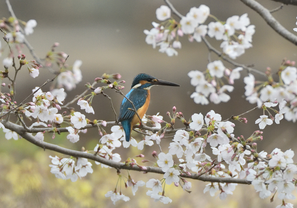 桜カワセミ1