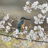 桜カワセミ1