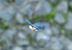 降下！（ピン甘）