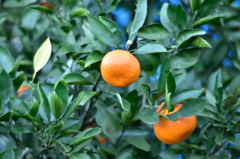 みかん？