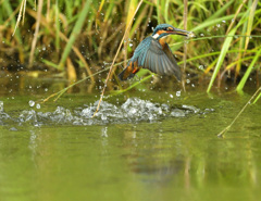 エビゲット! エビゲット!
