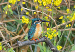 菜の花とカワセミ3 菜の花とカワセミ3
