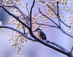 枝止まり 枝止まり