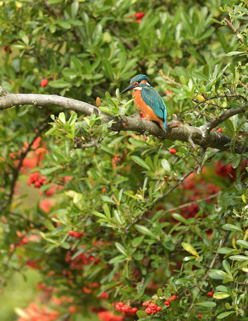 ピラに抱かれて