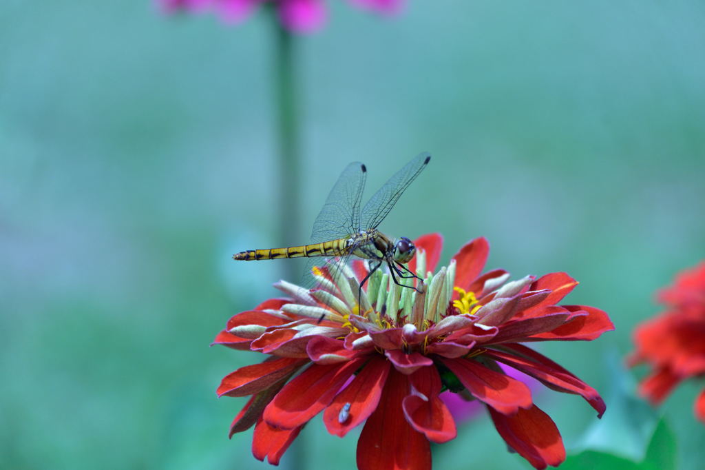 富士見高原のトンボ