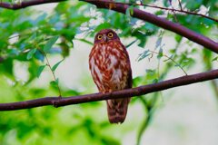 見守る親鳥