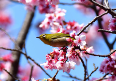 春の光景4