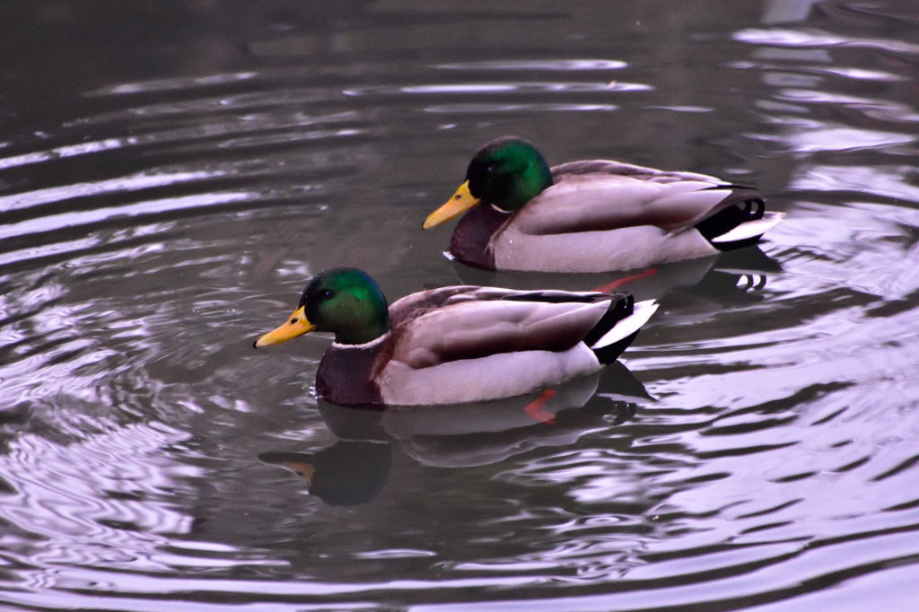 今朝のカモたち2