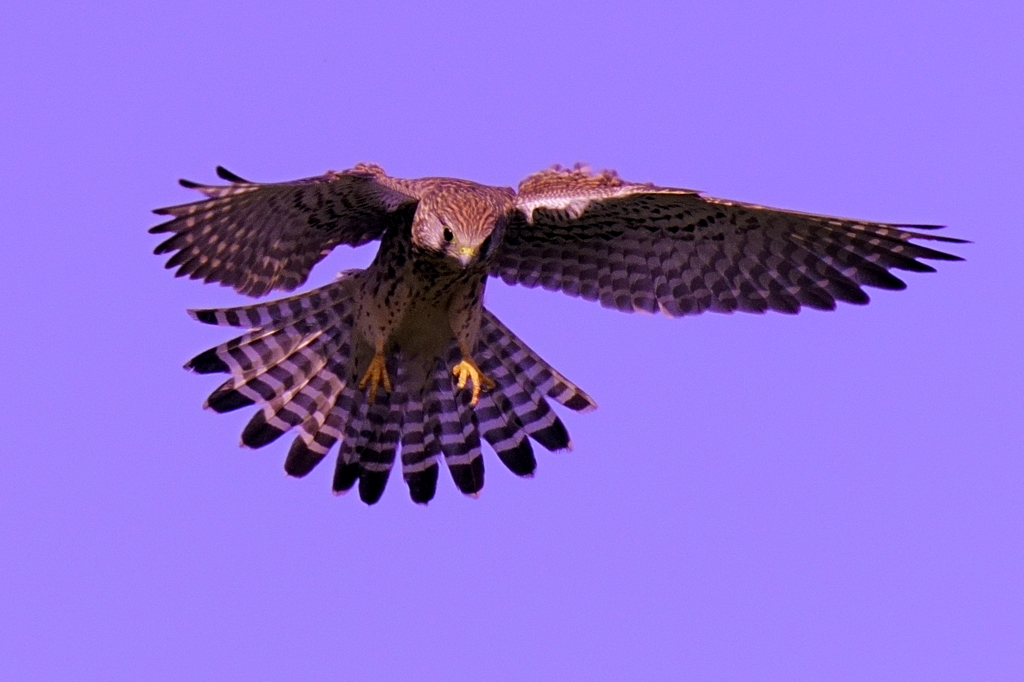 チョウゲンボウ