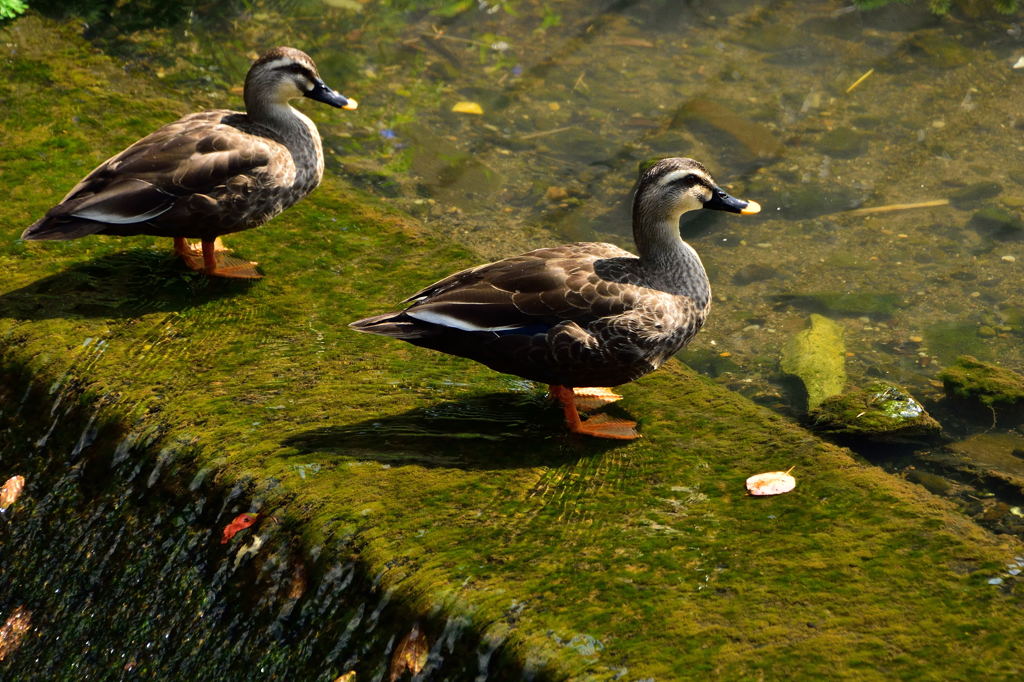 程久保川のカモ