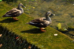 程久保川のカモ