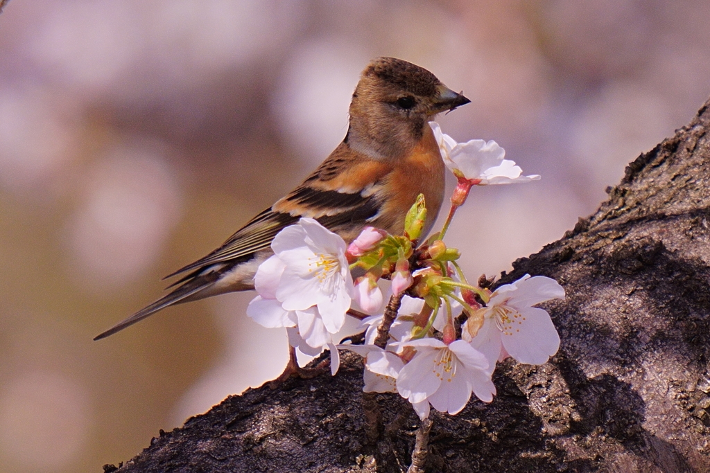 アトリと桜3