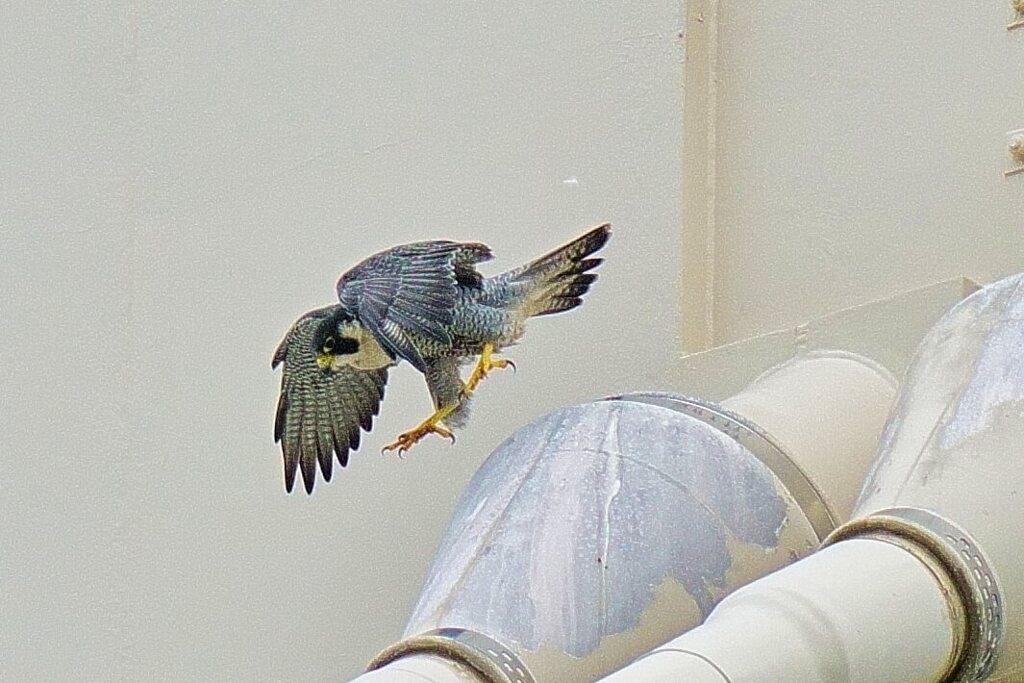 ハヤブサの飛び出し2