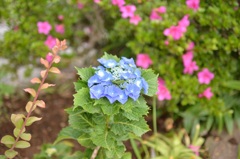 高幡不動の紫陽花