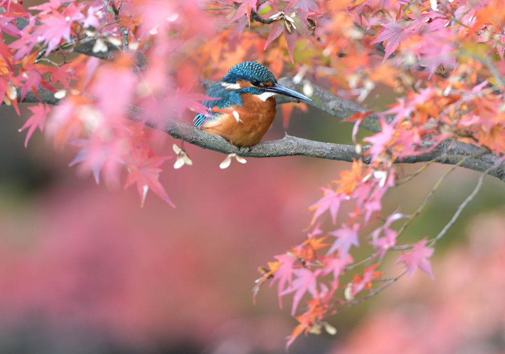 紅葉とカワセミ2