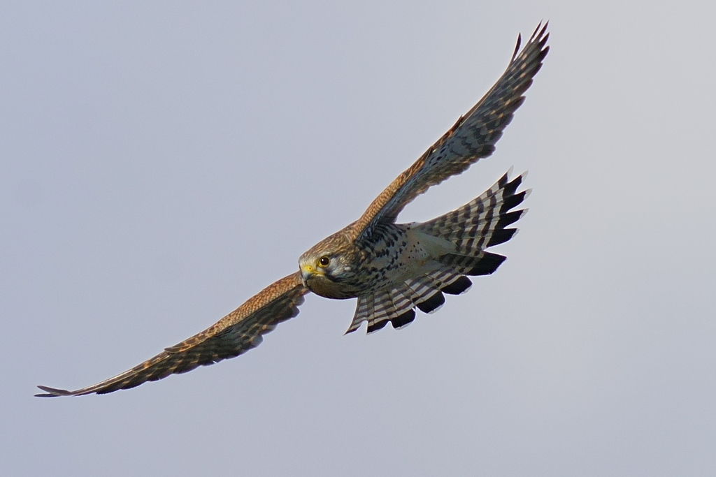 チョウゲンメス1