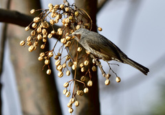 ひよどりさんと栴檀の実