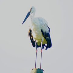 コウノトリ