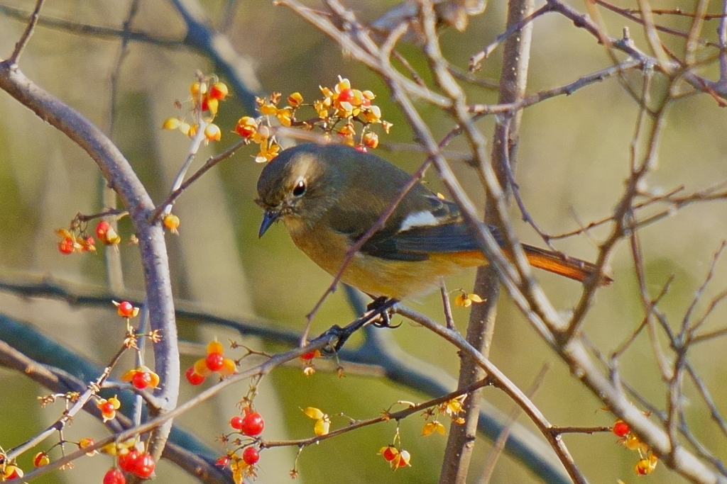 ジョウビタキと紅い実