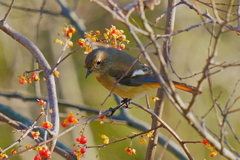 ジョウビタキと紅い実