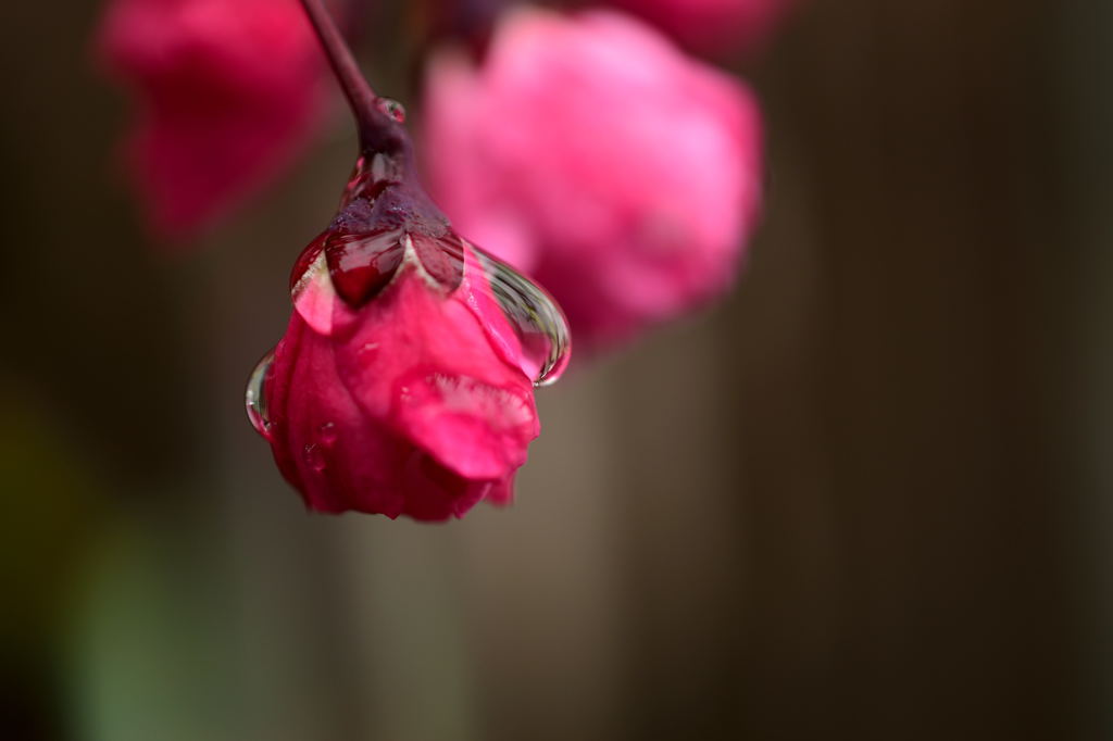 雨上がり1