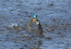 飛び出し5 飛び出し5