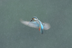 雨のホバ9