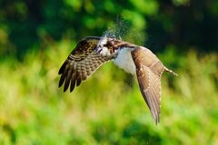 ミサゴ、狩り失敗後の水滴飛ばし