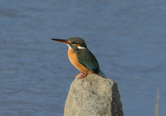 石止まり 石止まり