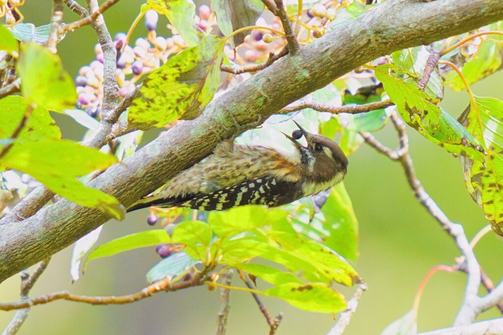 ミズキの実を食うコゲラ